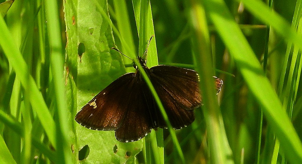 Rojnik morfeusz (Heteropterus morpheus)