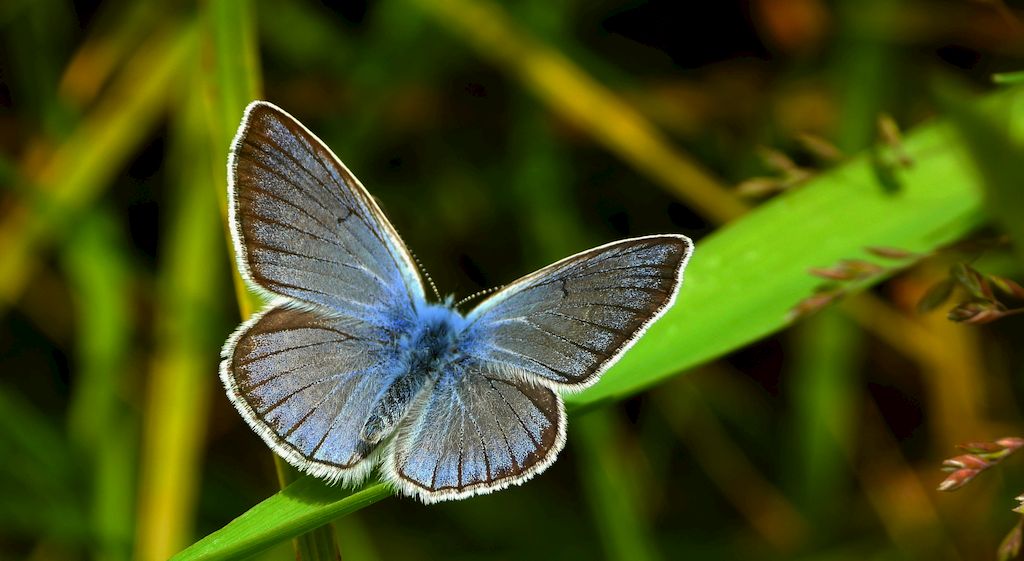 Modraszek amandus (Polyommatus amandus)