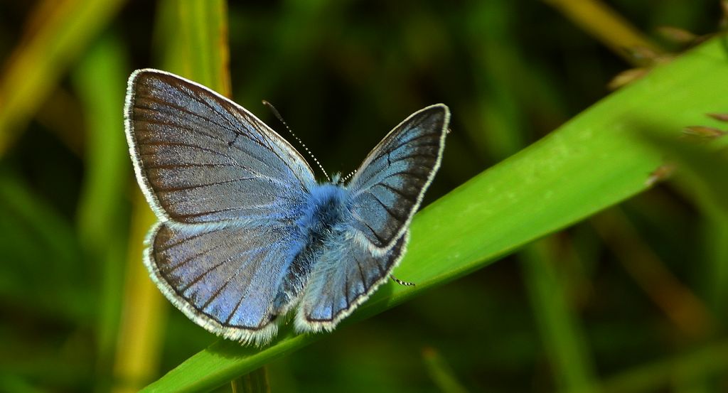 Modraszek amandus (Polyommatus amandus)