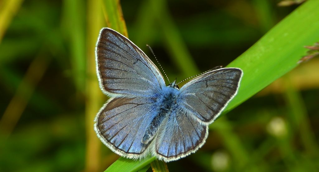 Modraszek amandus (Polyommatus amandus)