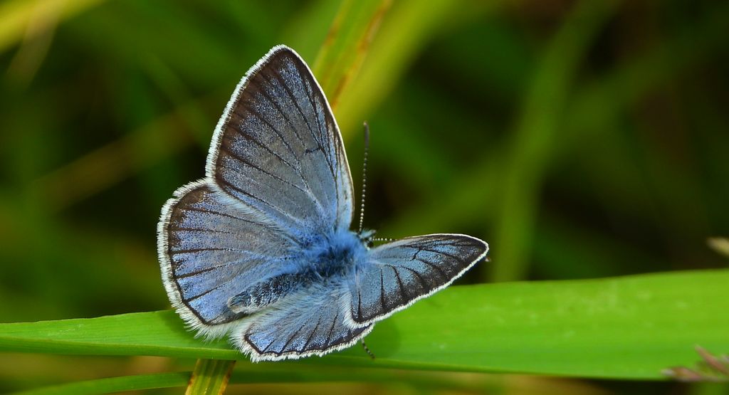Modraszek amandus (Polyommatus amandus)