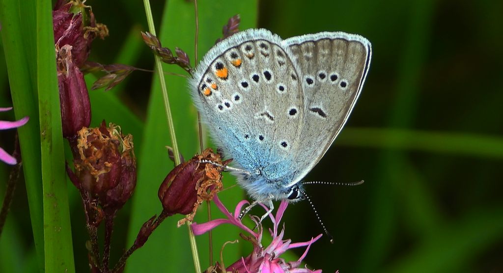 Modraszek amandus (Polyommatus amandus)