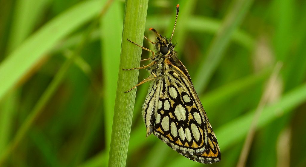Rojnik morfeusz (Heteropterus morpheus)