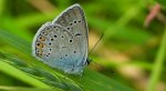 Modraszek amandus (Polyommatus amandus)
