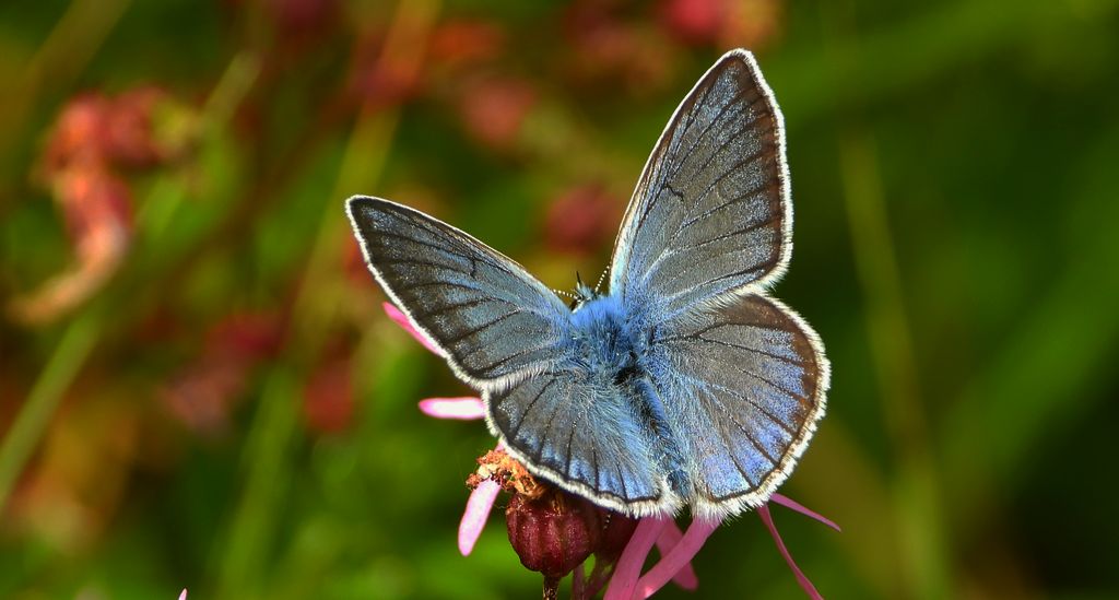 Modraszek amandus (Polyommatus amandus)