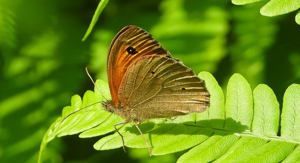 Przestrojnik jurtina, przestrojnik wielki (Maniola jurtina)