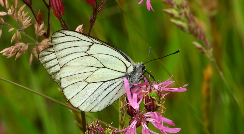 Niestrzęp głogowiec (Aporia crataegi)