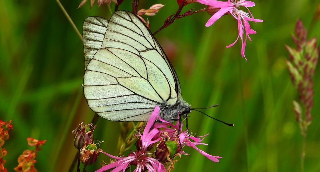 Niestrzęp głogowiec (Aporia crataegi)
