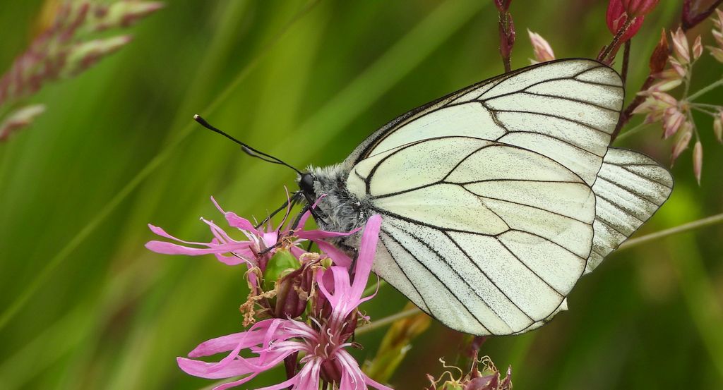 Niestrzęp głogowiec (Aporia crataegi)