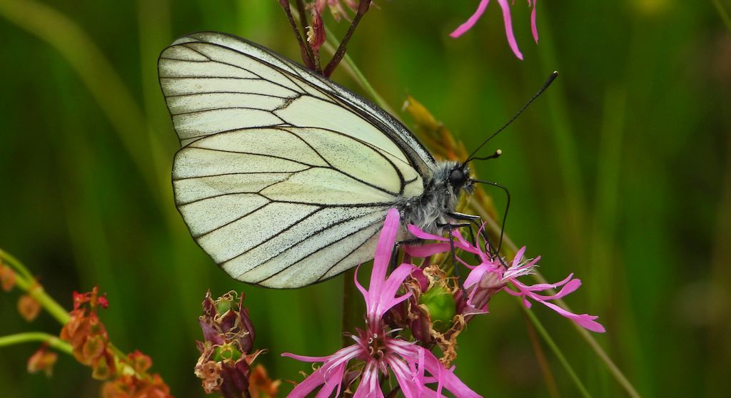 Niestrzęp głogowiec (Aporia crataegi)