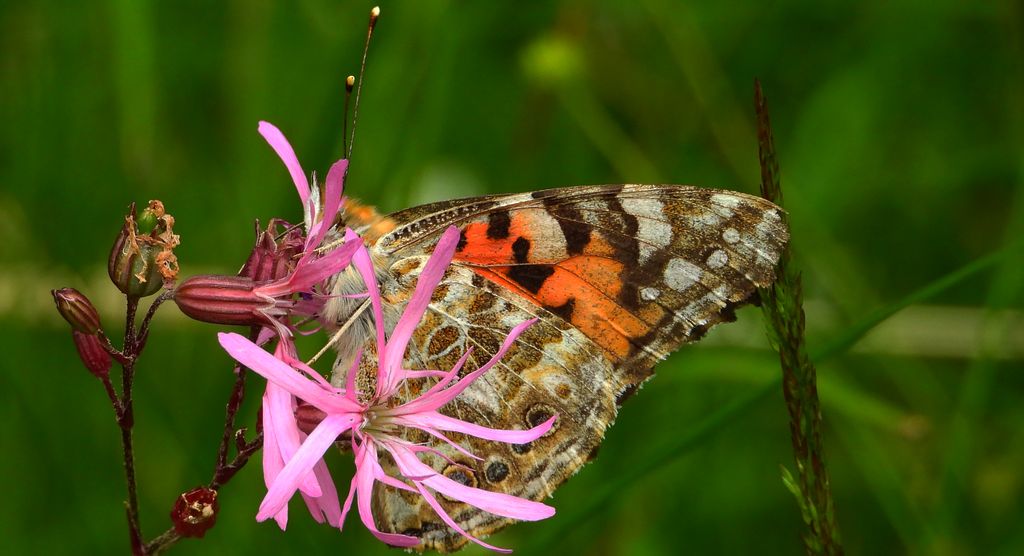 Rusałka osetnik (Vanessa cardui, syn. Cynthia cardui)
