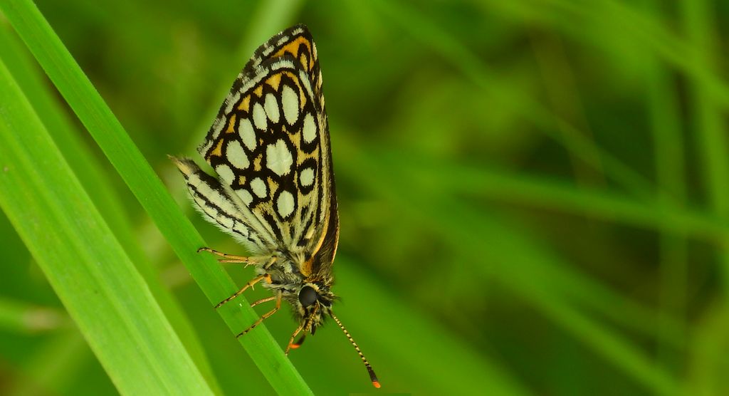 Rojnik morfeusz (Heteropterus morpheus)