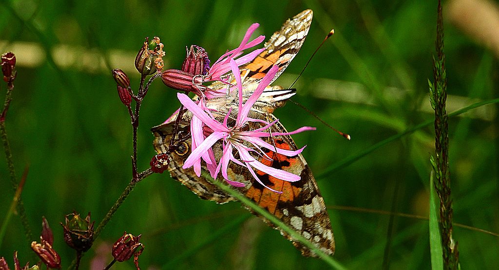 Rusałka osetnik (Vanessa cardui, syn. Cynthia cardui)