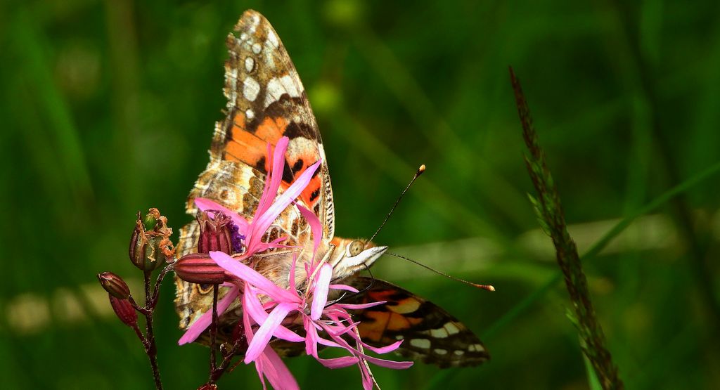 Rusałka osetnik (Vanessa cardui, syn. Cynthia cardui)