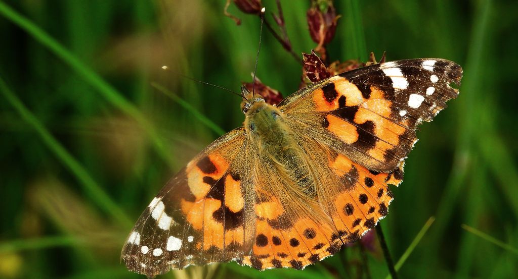 Rusałka osetnik (Vanessa cardui, syn. Cynthia cardui)