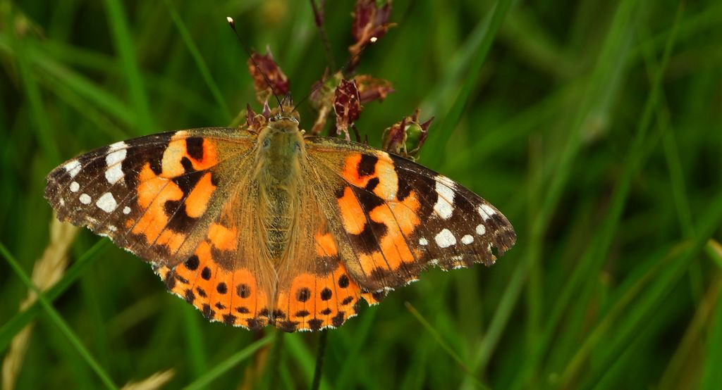 Rusałka osetnik (Vanessa cardui, syn. Cynthia cardui)