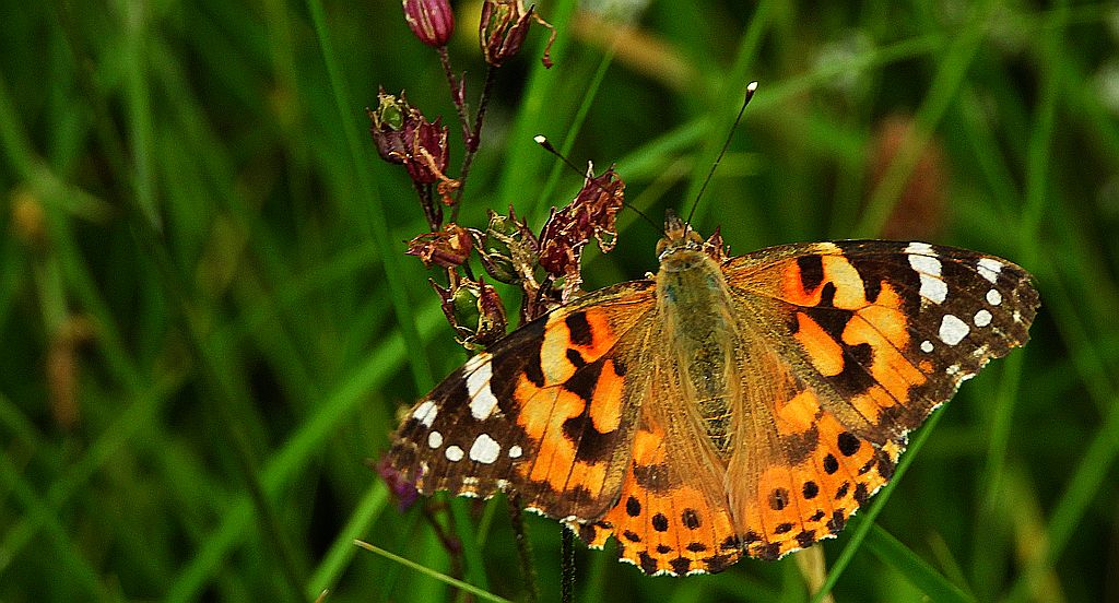 Rusałka osetnik (Vanessa cardui, syn. Cynthia cardui)