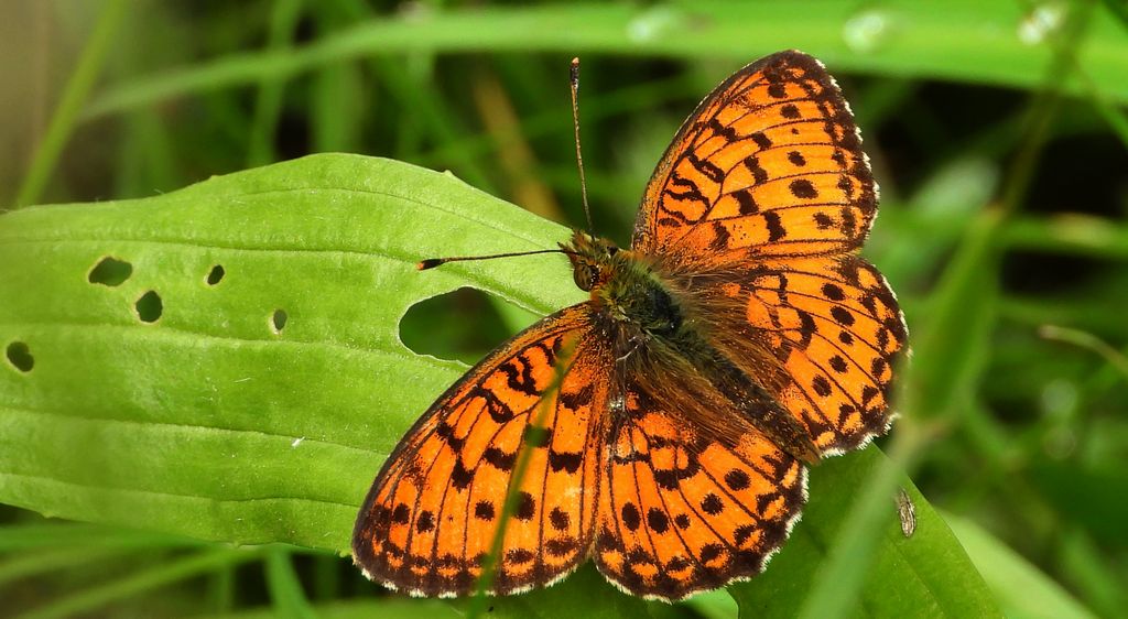 Dostojka ino (Brenthis ino)