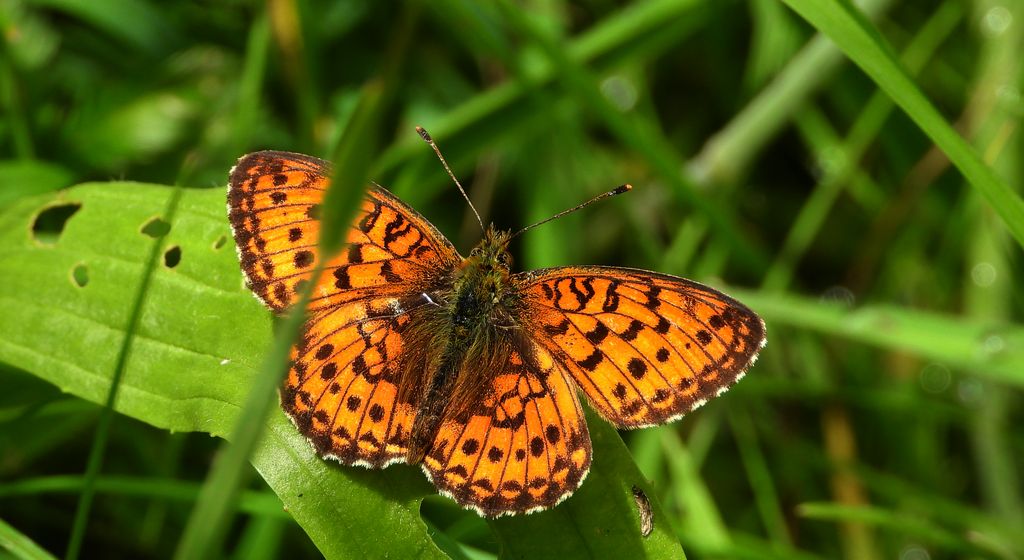 Dostojka ino (Brenthis ino)