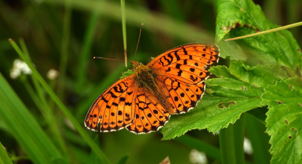 Dostojka ino (Brenthis ino)