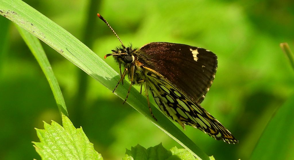 Rojnik morfeusz (Heteropterus morpheus)