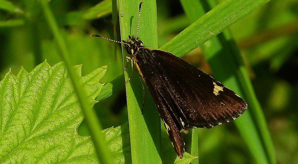 Rojnik morfeusz (Heteropterus morpheus)
