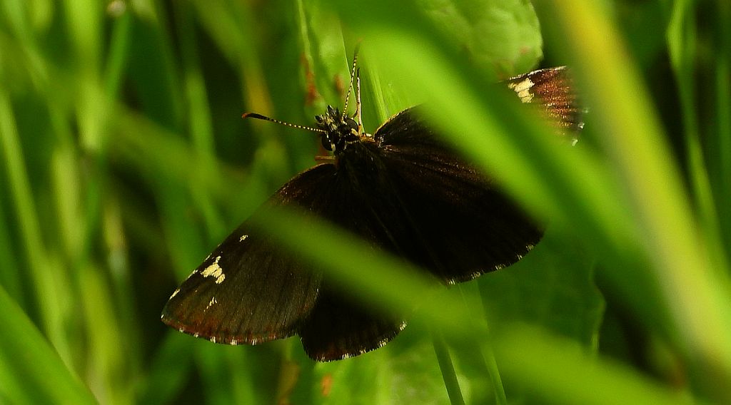 Rojnik morfeusz (Heteropterus morpheus)