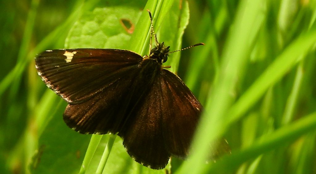 Rojnik morfeusz (Heteropterus morpheus)