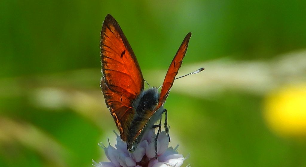 Czerwończyk płomieniec (Lycaena hippothoe)