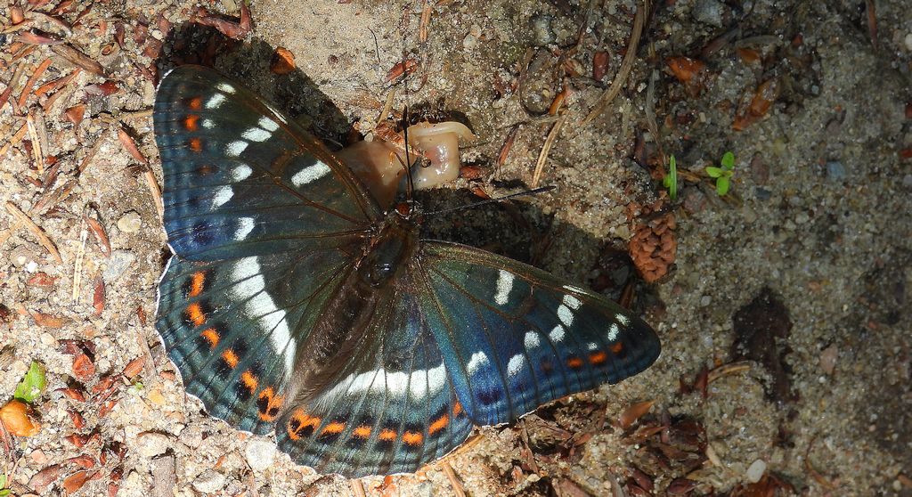 Pokłonnik osinowiec (Limenitis populi)