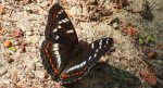 Pokłonnik osinowiec (Limenitis populi)