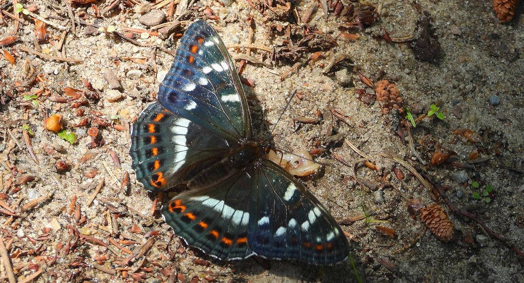 Pokłonnik osinowiec (Limenitis populi)