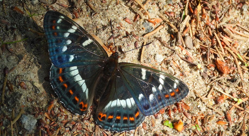 Pokłonnik osinowiec (Limenitis populi)