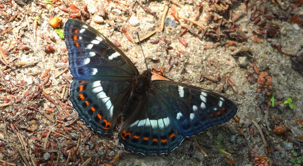 Pokłonnik osinowiec (Limenitis populi)