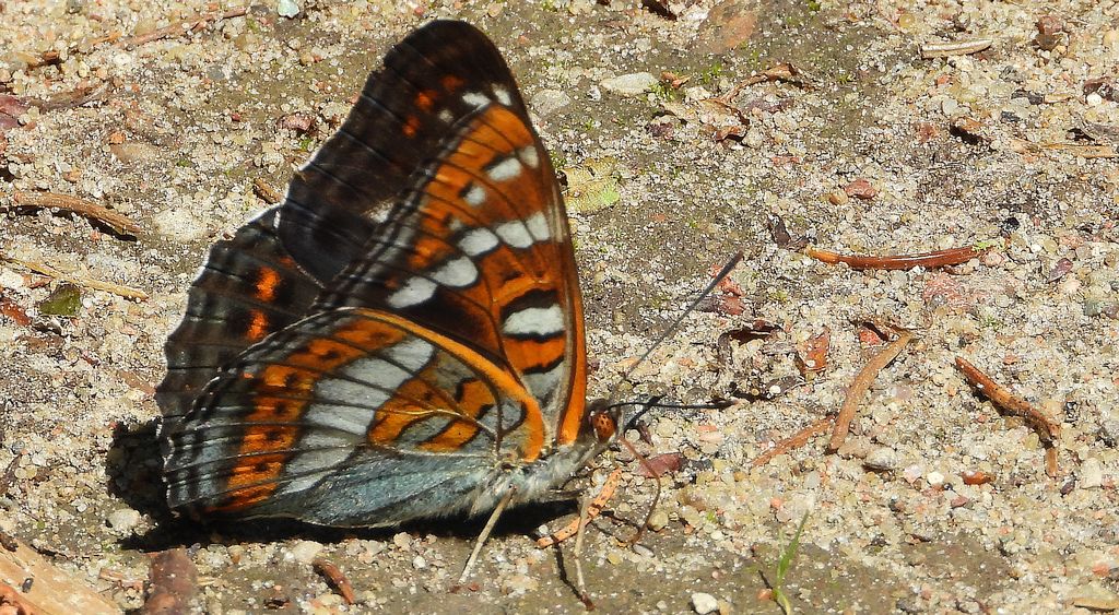 Pokłonnik osinowiec (Limenitis populi)