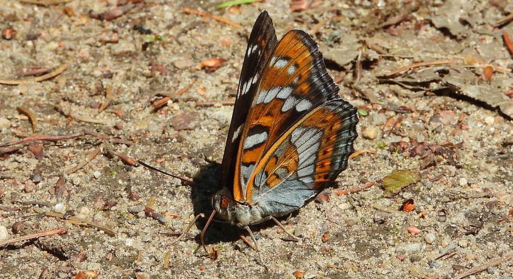 Pokłonnik osinowiec (Limenitis populi)