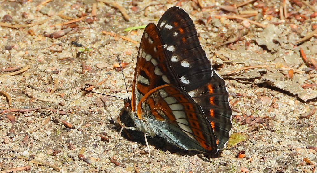 Pokłonnik osinowiec (Limenitis populi)