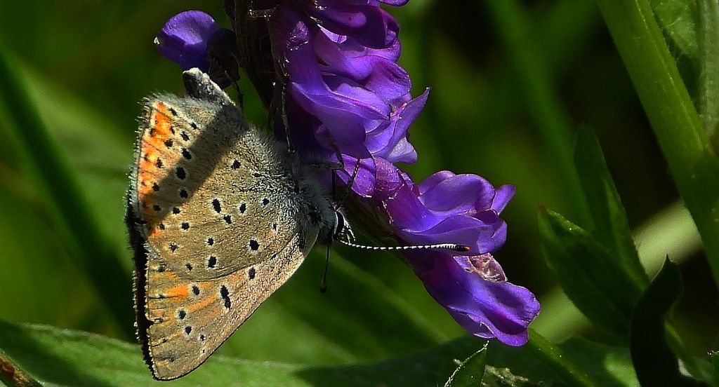 Czerwończyk płomieniec (Lycaena hippothoe)