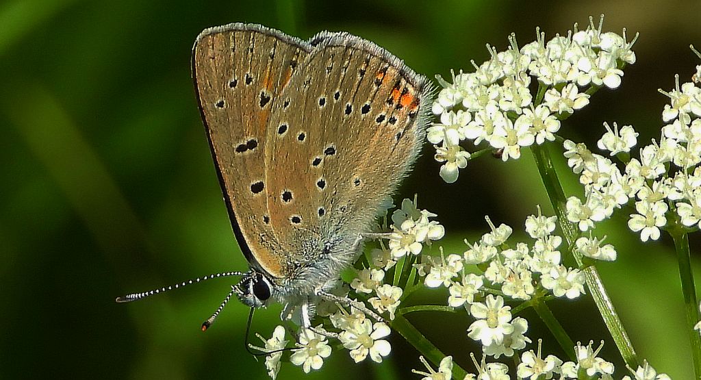 Czerwończyk płomieniec (Lycaena hippothoe)
