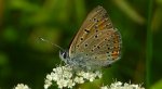 Czerwończyk płomieniec (Lycaena hippothoe)