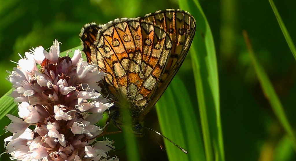 Dostojka eunomia (Boloria eunomia)