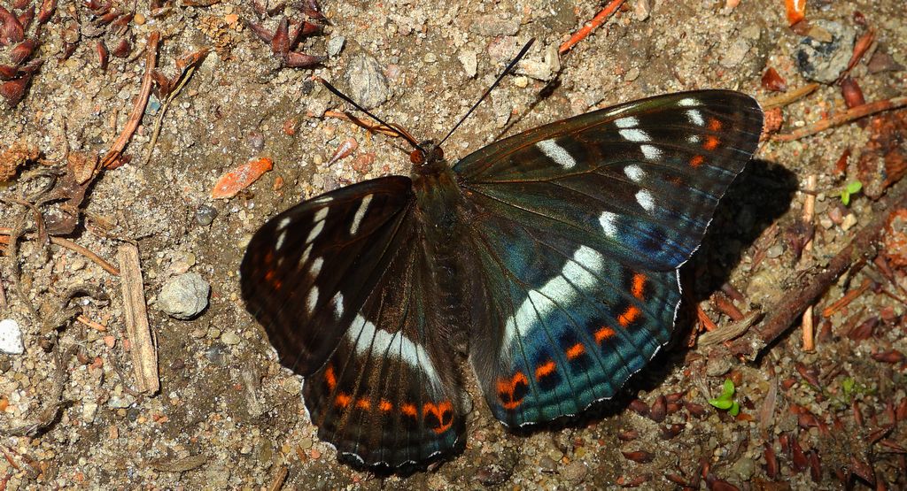 Pokłonnik osinowiec (Limenitis populi)