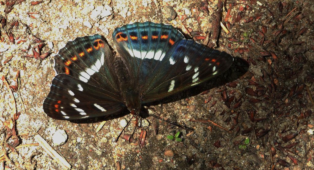 Pokłonnik osinowiec (Limenitis populi)
