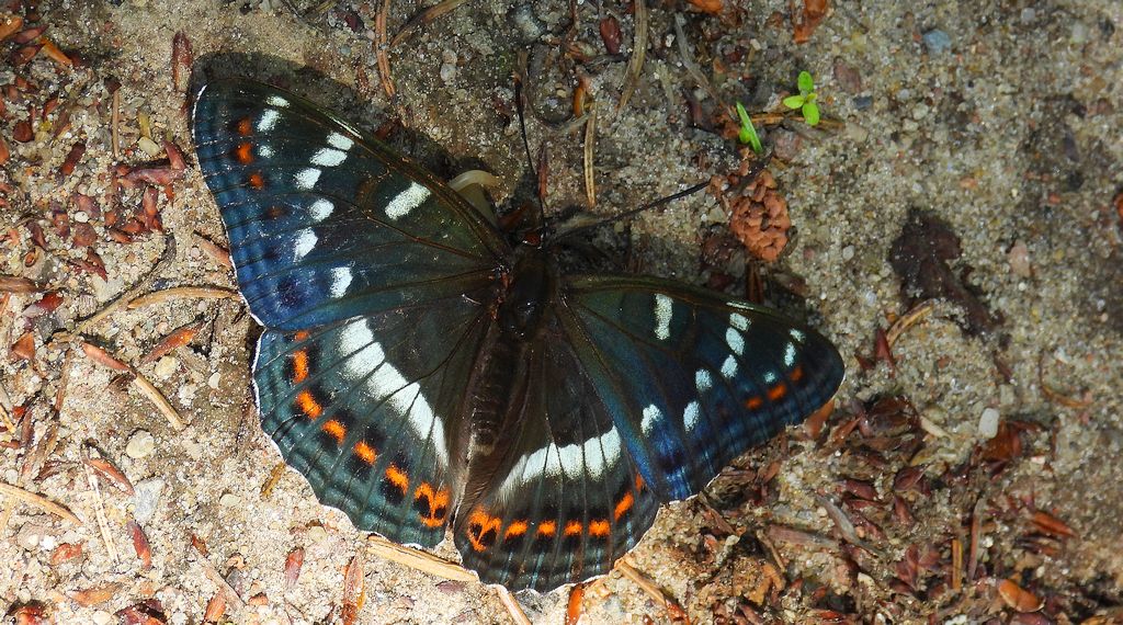 Pokłonnik osinowiec (Limenitis populi)
