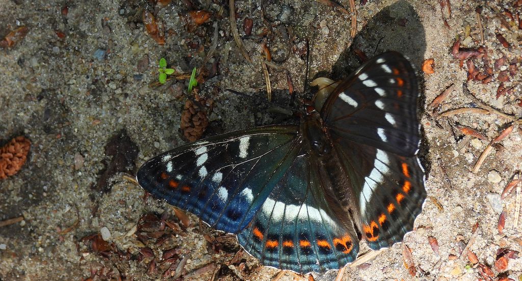 Pokłonnik osinowiec (Limenitis populi)