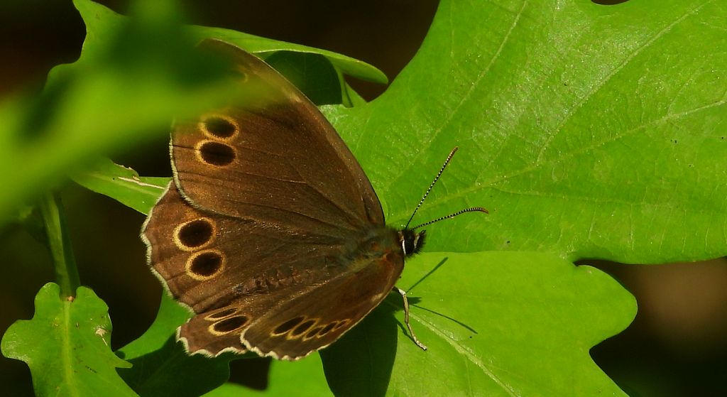 Osadnik wielkooki (Lopinga achine)