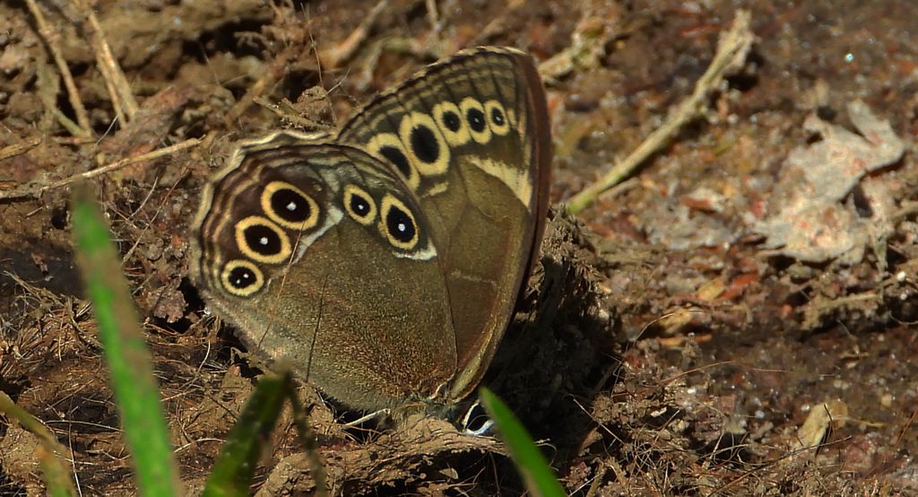Osadnik wielkooki (Lopinga achine)