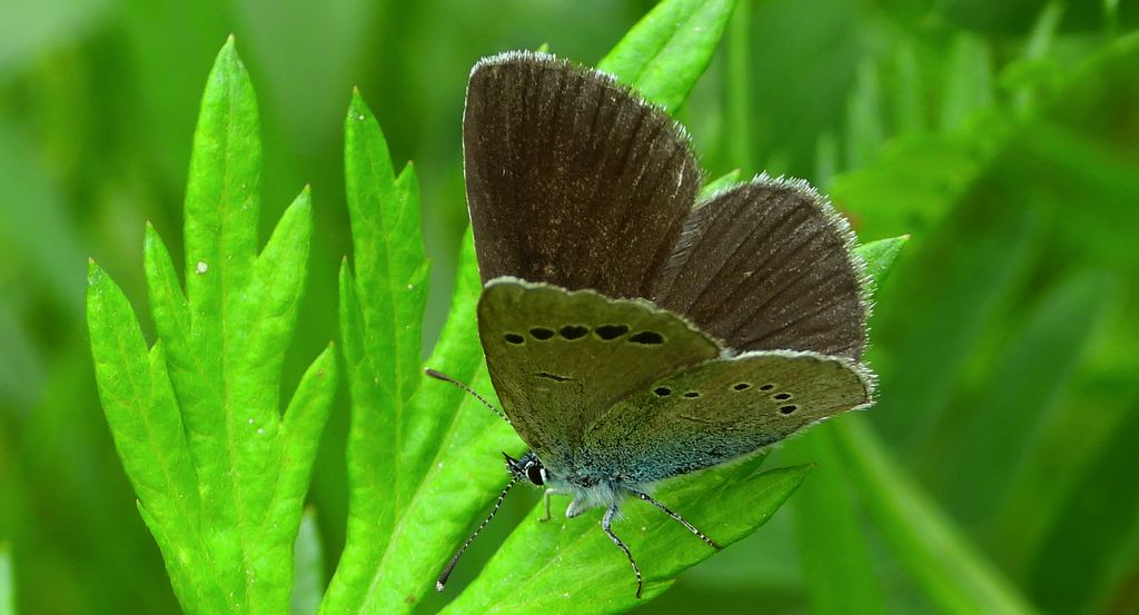 Modraszek aleksis (Glaucopsyche alexis)