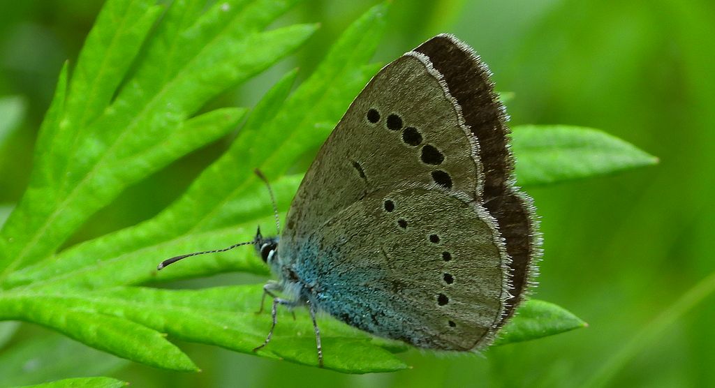 Modraszek aleksis (Glaucopsyche alexis)