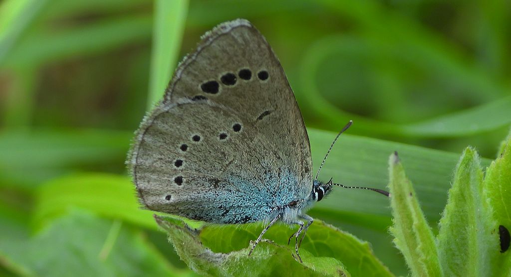 Modraszek aleksis (Glaucopsyche alexis)